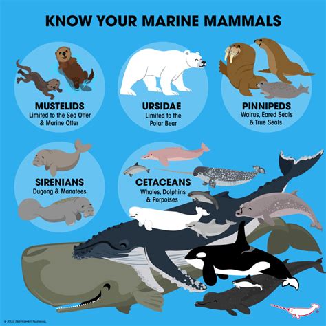 All About Marine Mammals National Marine Mammal Foundation