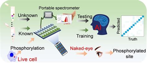 Multiplex Identification Of Posttranslational Modifications At Point