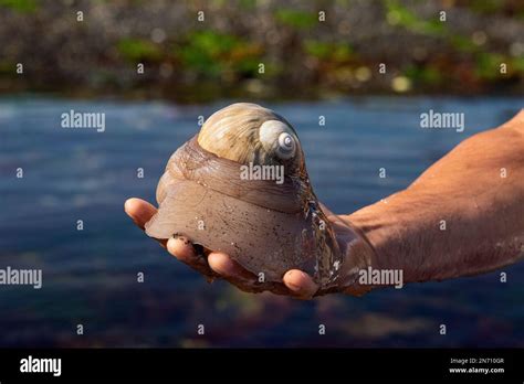 Large Northern Moon Snail Shell Euspira Heros With Egg Case Burnaby