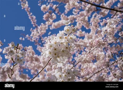 Yoshino Cherry Prunus × Yedoensis Is A Hybrid Cherry Of Between
