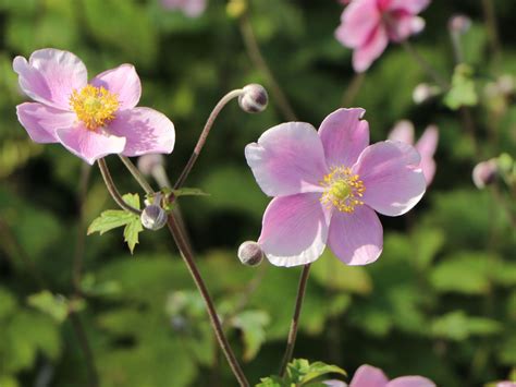 Filzige Herbst Anemone Robustissima Beste Sorten And Stauden Wissen