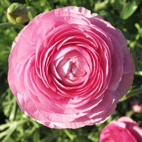 Pink Ranunculus Bulbs For Sale Easy To Grow Bulbs