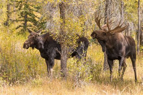 Bull and Cow Moose Rutting in Autumn Stock Image - Image of animal ...