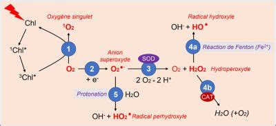 Contraintes Environnementales Et Stress Oxydant Chez Les Plantes