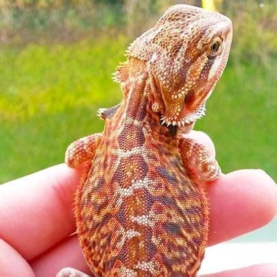 Fancy Bearded Dragon REPTILES FOR SALE