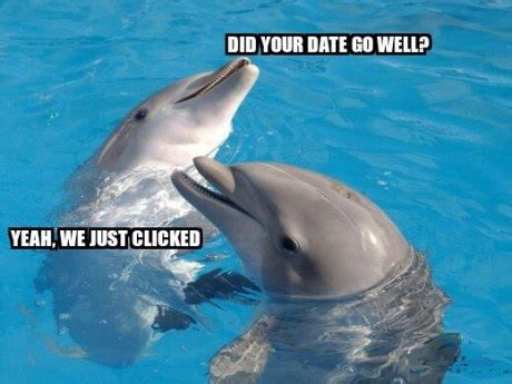 Dolphin Puns – Punpedia