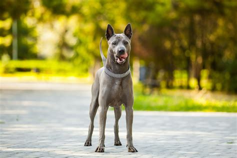 Thai Ridgeback Dog Breed Info Pictures Origin And Care Guides Dogster