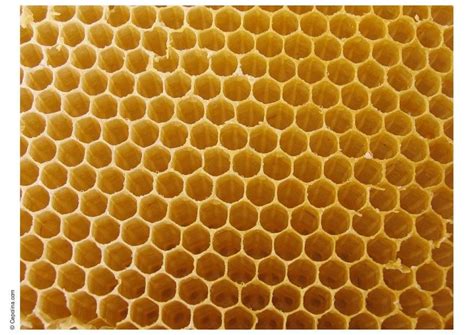 Photo beehive honeycomb - free printable photos - Img 8374.