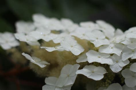 Free Images Nature Branch Blossom White Leaf Flower Petal