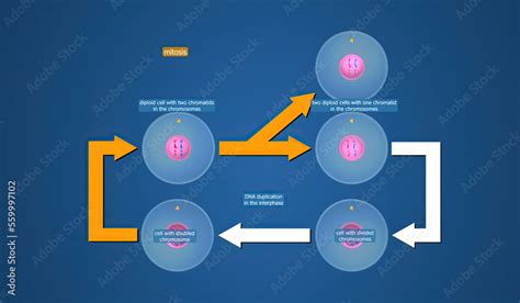 In cell biology, mitosis is a part of the cell cycle in which ...