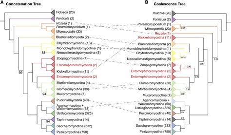 A Genome Scale Phylogeny Of The Kingdom Fungi Current Biology