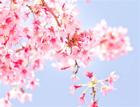 無料素材 青空とピンクの桜が爽やかなフリー写真素材。お花見にぴったり。