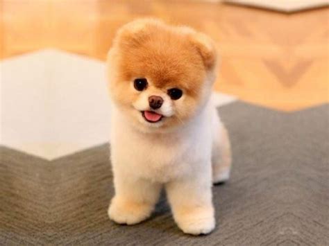 Is Boo Just A Pomeranian With a Haircut?