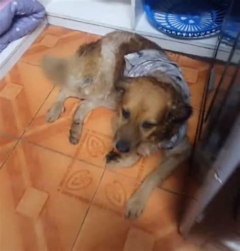 Cachorro Seguiu Homem Por Dias At Seu Trabalho E Foi Adotado Ele Me