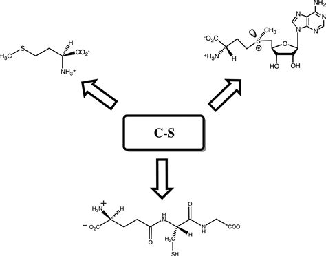 Biological Chemistry Of The Carbon Sulfur Bond