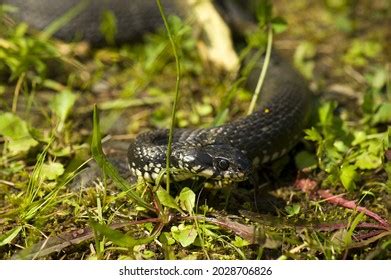 2,289 Common Grass Snake Images, Stock Photos & Vectors | Shutterstock