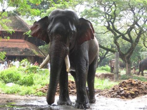 Anakotta Guruvayoor elephant sanctuary | Veethi