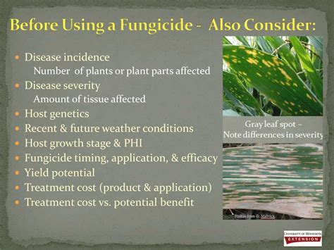 Ppt Fungicides 101 Basics And Use In Minnesota Powerpoint