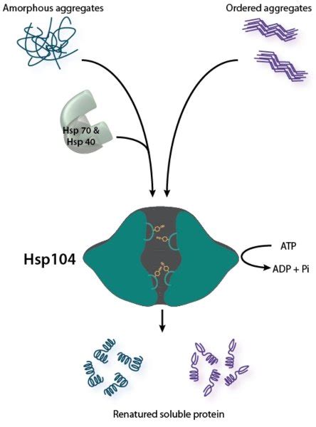 Hsp Is A Bifunctional Disaggregase Disaggregation Of Disordered