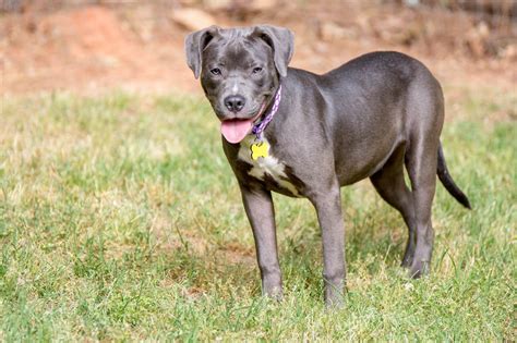 Pit Bull Lab Mix: Personality, Temperament, and Characteristics ...