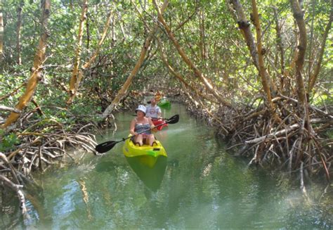 Mangrove Eco Tour Marathon Fl Florida Keys Kayak And Paddleboard