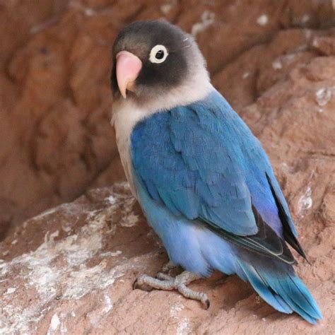 Black Faced Blue Love Bird