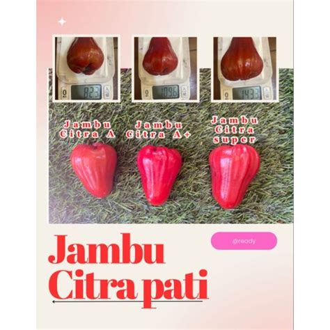 Jual Promo Kg Jambu Air Citra Kg Buah Segar Bandung Nuri Fruits Jambu