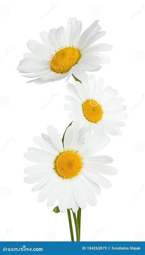 Three Flowers Of Chamomile Isolated On A White Background Stock Image