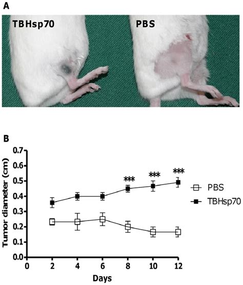 B16f10 Tumor Allograft In Balb C Mice A Typical Aspect Of Injection Download Scientific