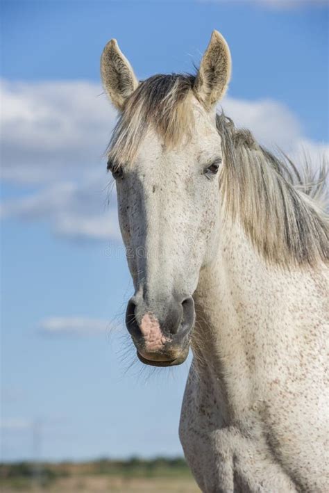 White Grey Horse Looking At Camera Blue Sky Vertical No People