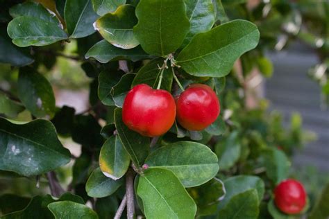 Barbados Cherry For Sale Buying And Growing Guide