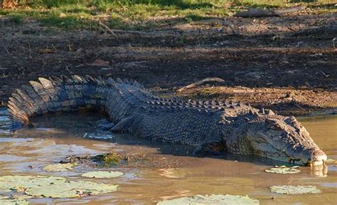 Australian Saltwater Crocodiles - Pictures And Facts About The ...