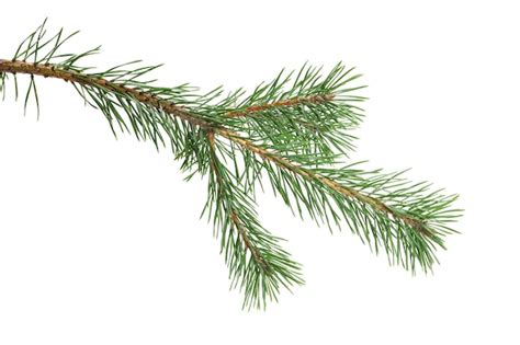 Premium Photo Green Natural Pine Branch Isolated On White Background