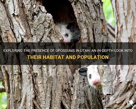 Exploring The Presence Of Opossums In Utah: An In-Depth Look Into Their Habitat And Population ...