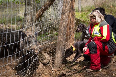 Bungsgatter Jagd Im Stromberg