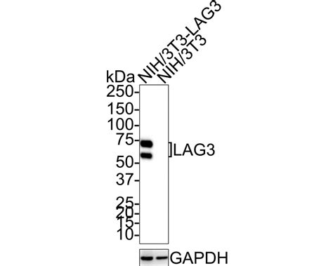 Lag 3 Recombinant Rabbit Monoclonal Antibody Ps01 33 Ha721358 Huabio