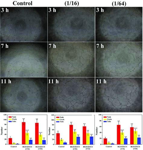 In Vitro Angiogenesis Of Human Umbilical Vein Endothelial Cells