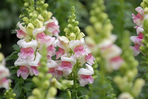 How To Grow And Care For Snapdragons