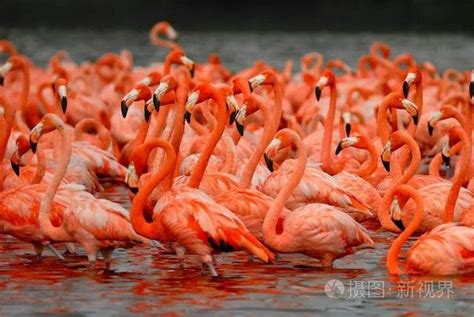 張雅琴《火烈鳥》自由詩 每日頭條