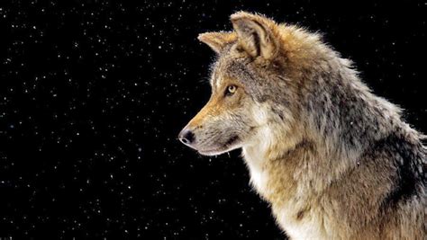 RARE: Portraits of America's Endangered Species [VIDEO] | Dawn Productions