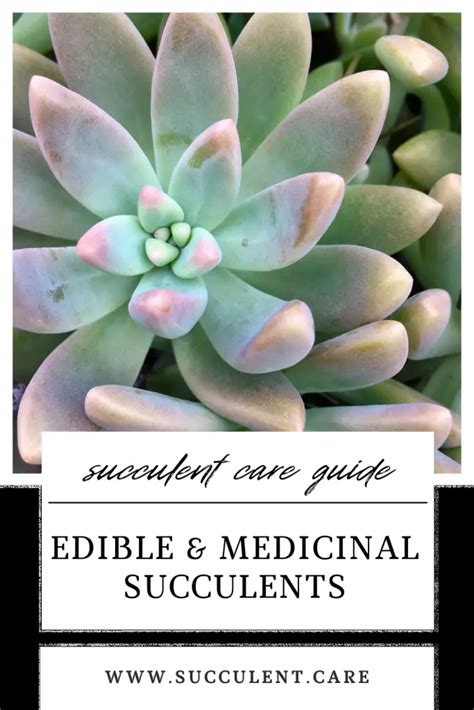 Incredible Edible And Medicinal Cactus And Succulents