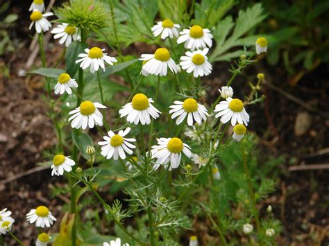 One Love Farm: Camomile