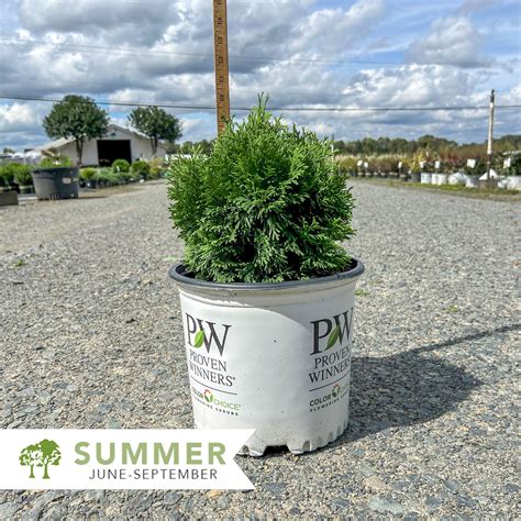 Tater Tot® Arborvitae - Thuja occidentalis 'SMNTOBAB' | Shepherdssupply