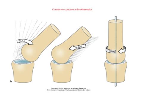 A Basic Guide To Joint Arthrokinematics