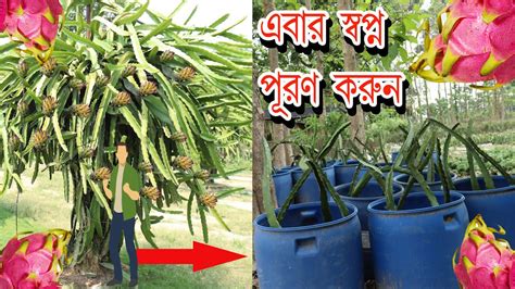 টবে ড্রাগন ফল চাষ এবং ড্রাগন ফল যারা চাষ করেছেন তাদের জন্য এই ভিডিওটি