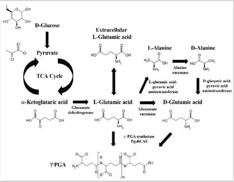 Biosynthetic routes for the formation of poly(ɣ-glutamic acid ...