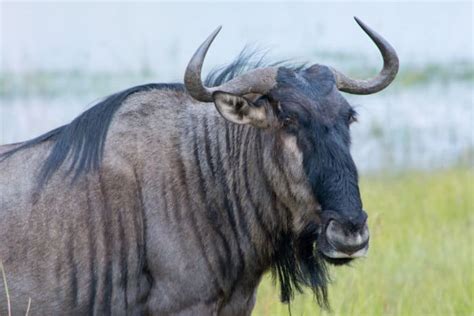 15 African Animals With Horns - Everything You Need to Know