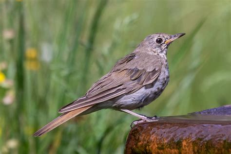 Hermit Thrush | San Diego Bird Spot