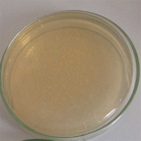 Preparing LB Broth Or Agar Antibiotic