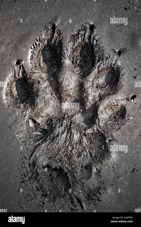 Bear Paw Print In Mud